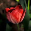 la tulipes 2020.79 as
