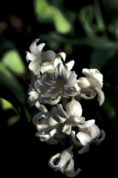 hyacinthus 2020.02_as.jpg