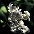 hyacinthus 2020.02 as