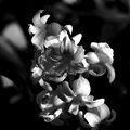 hyacinthus 2020.02_as_bw.jpg