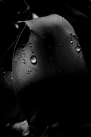 water drops 2020.09 as bw