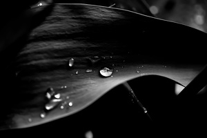 water drops 2020.10 as graphic bw