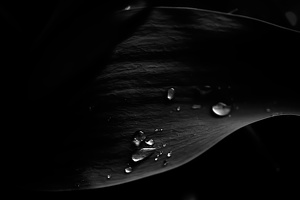 water drops 2020.11 as graphic bw