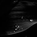 water drops 2020.11 as graphic bw