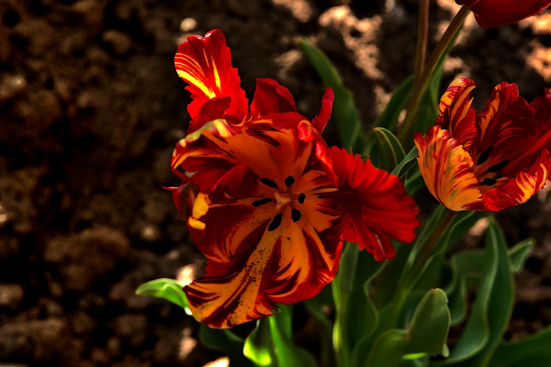 la tulipes 2020.88_as.jpg