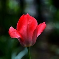 la tulipes 2020.102_as.jpg
