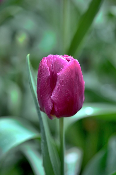 la tulipes 2020.103_as.jpg