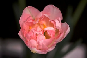 la tulipes 2020.109 as
