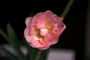 la tulipes 2020.110 as