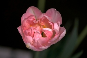la tulipes 2020.111 as