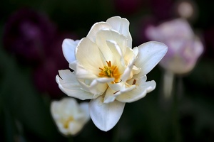 la tulipes 2020.115 as