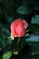 rosa centifolia 2020.04 as