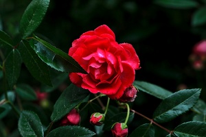 rosa centifolia 2020.03 as