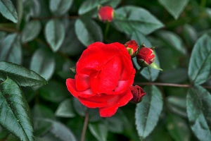 rosa centifolia 2020.02 as