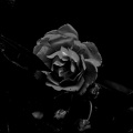 rosa centifolia 2020.03 as graphic bw