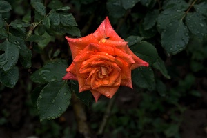rosa centifolia 2020.05 as