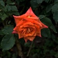 rosa centifolia 2020.05 as