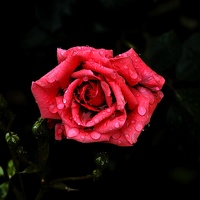 rosa centifolia 2020.08 as
