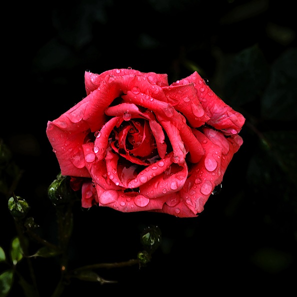 rosa centifolia 2020.08_as.jpg