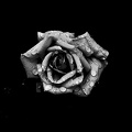 rosa centifolia 2020.08_as_graphic_bw.jpg