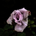rosa centifolia 2020.09_as.jpg