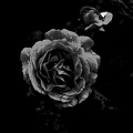 rosa centifolia 2020.11_as_graphic_bw.jpg