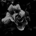 rosa centifolia 2020.12_as_graphic_bw.jpg
