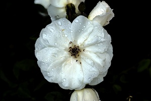 rosa centifolia 2020.13 as