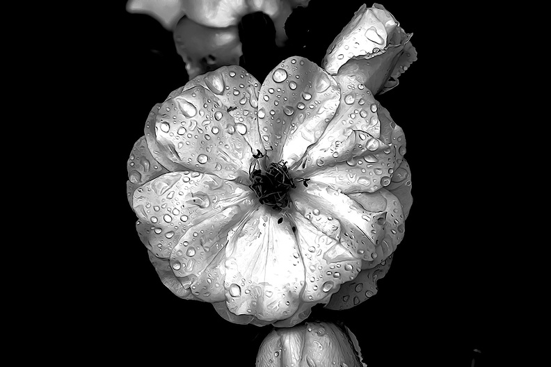 rosa centifolia 2020.13_as_graphic_bw.jpg