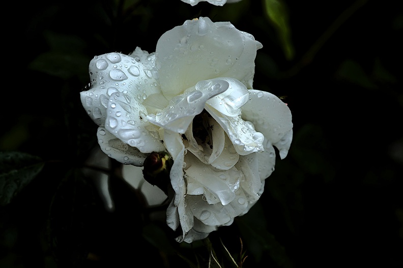 rosa centifolia 2020.15_as.jpg