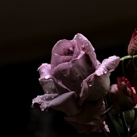 rosa centifolia 2020.16 as 1