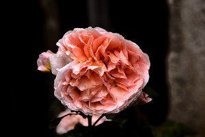 rosa centifolia 2020.17 as