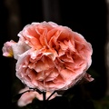 rosa centifolia 2020.17 as