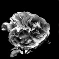 rosa centifolia 2020.17_as_graphic_bw.jpg