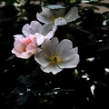 blossom.macro.2020.092_as.jpg