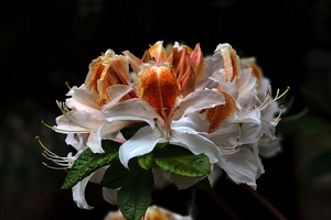 white rhododendron 2020.03 as