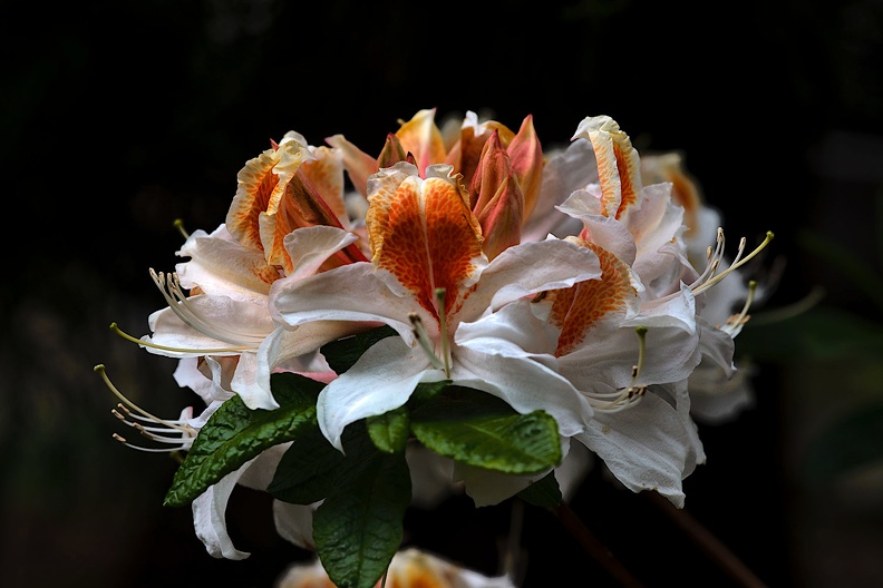 white rhododendron 2020.03_as.jpg