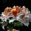 white rhododendron 2020.03 as