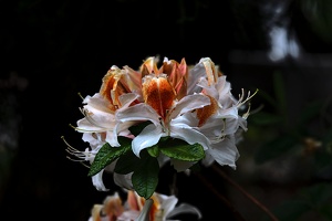 white rhododendron 2020.02 as