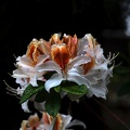 white rhododendron 2020.02 as