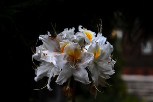 white rhododendron 2020.01 as