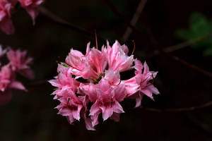 pink rhododendron 2020.03 as
