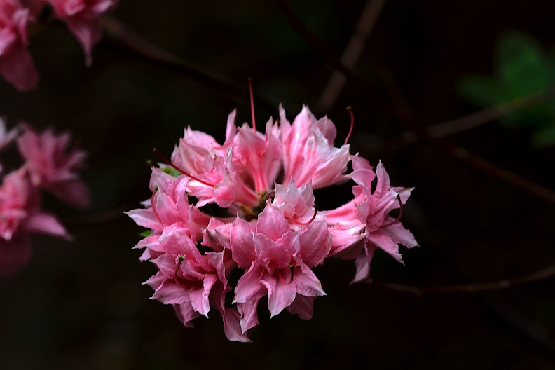 pink rhododendron 2020.03_as.jpg