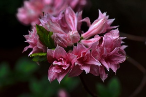 pink rhododendron 2020.02 as