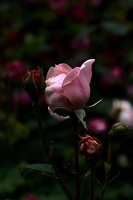 rosa centifolia 2020.27 as