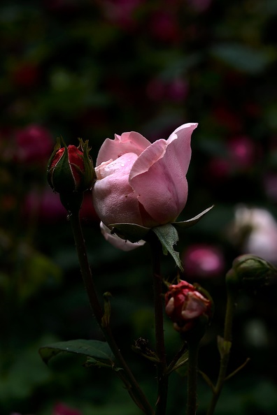 rosa centifolia 2020.27_as.jpg