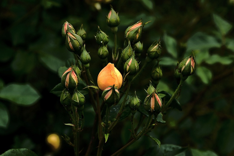 rosa centifolia 2020.25_as.jpg
