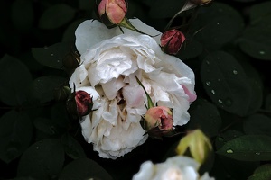 rosa centifolia 2020.24 as