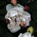 rosa centifolia 2020.24 as