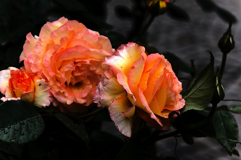 rosa centifolia 2020.22_as.jpg